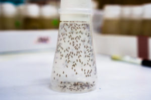 fruit flies caught inside of a clear container